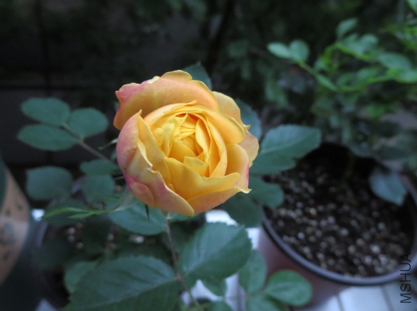 QQͼƬ20140504185023.jpg