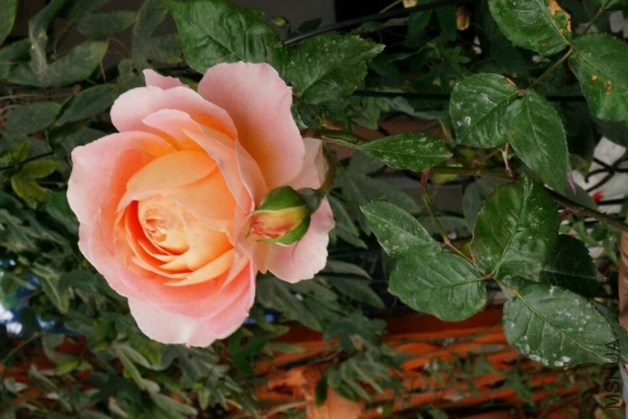 QQͼƬ20140504192254.jpg