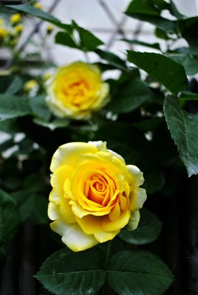 _DSC2901_����_����.jpg