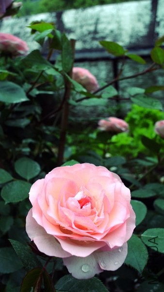 NMS_2815_����_����.jpg