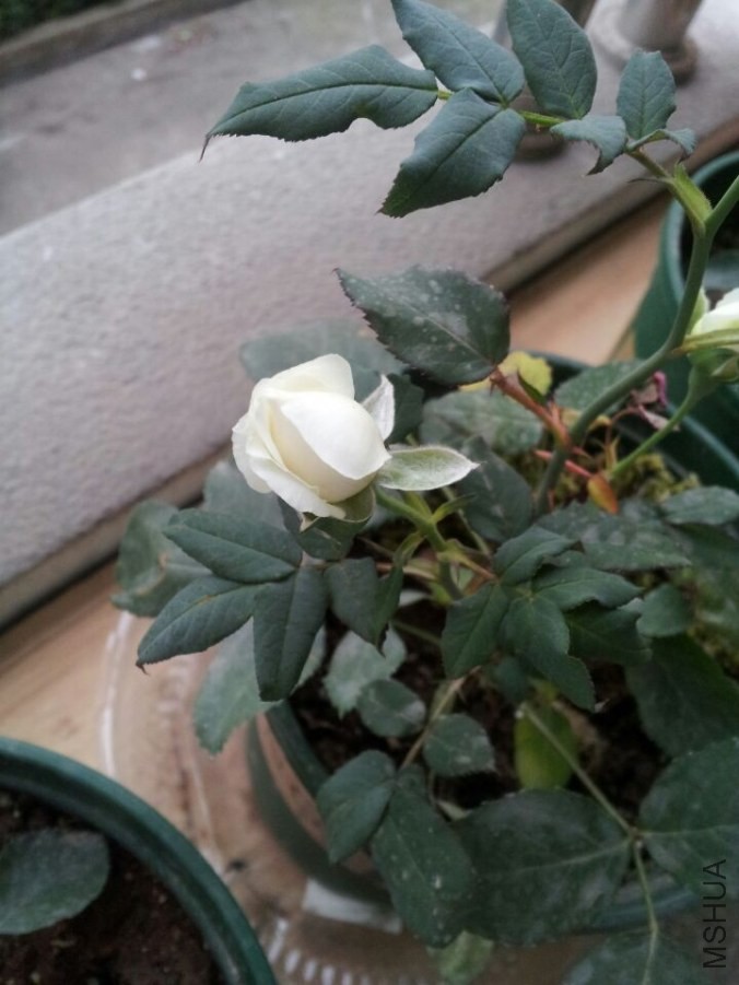 QQͼƬ20140504214435.jpg