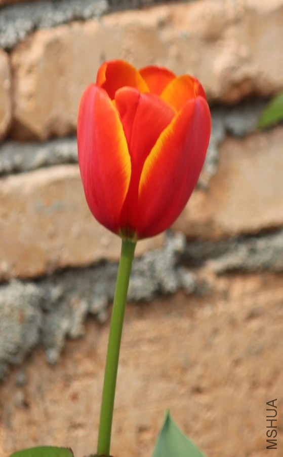 conew_img_0003.jpg