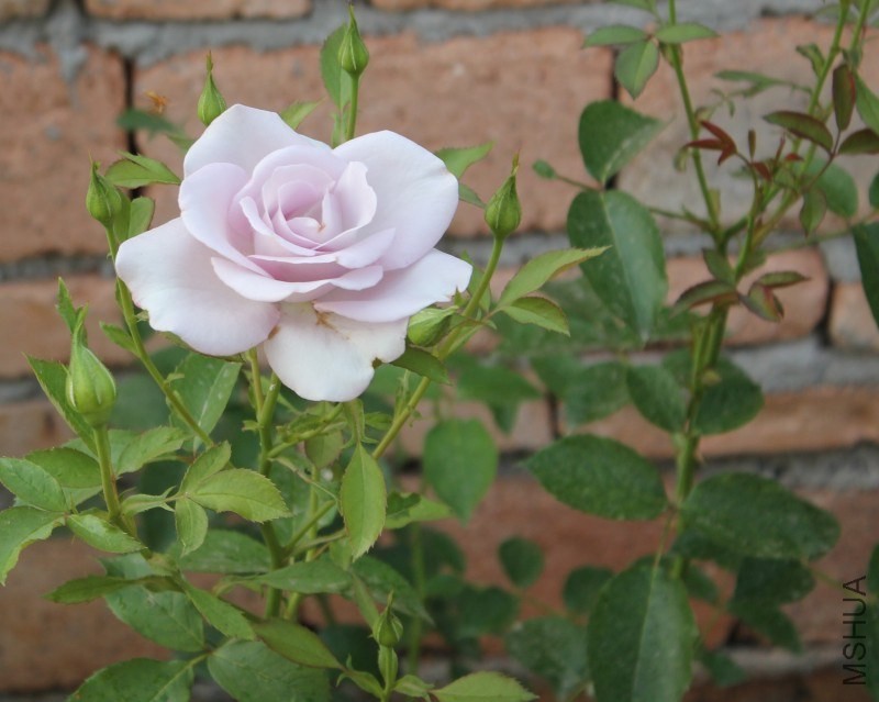 conew_img_0004.jpg