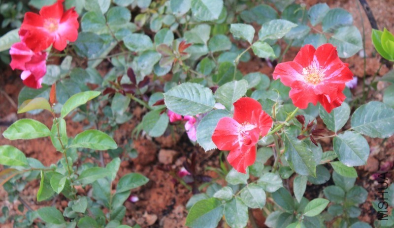 conew_img_0006.jpg