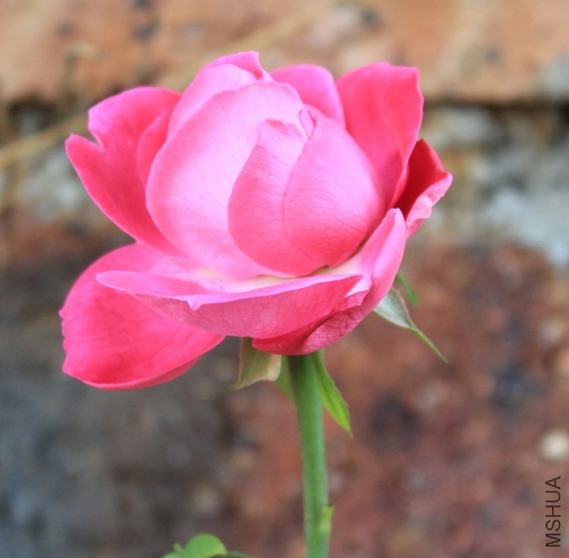 conew_img_0008.jpg