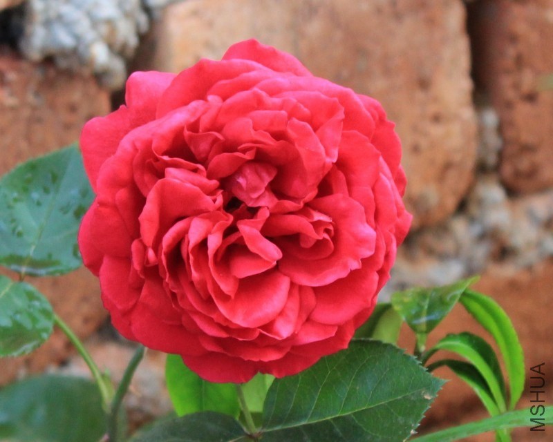 conew_img_0009.jpg