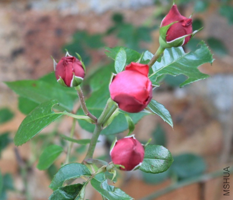 conew_img_0016.jpg