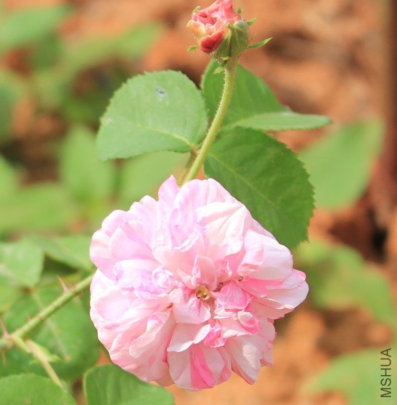 conew_img_0030.jpg