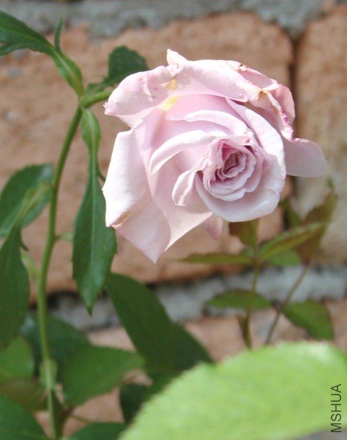 conew_img_0070.jpg