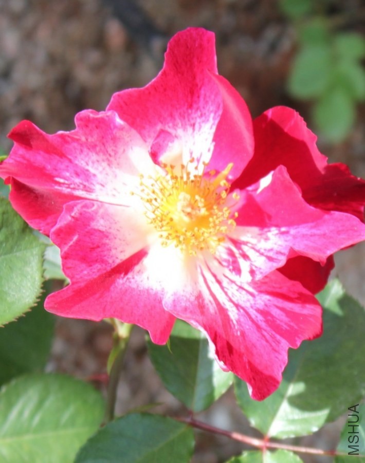 conew_img_0071.jpg