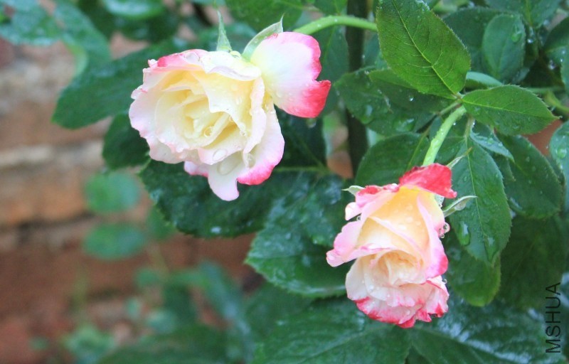 conew_img_0080.jpg