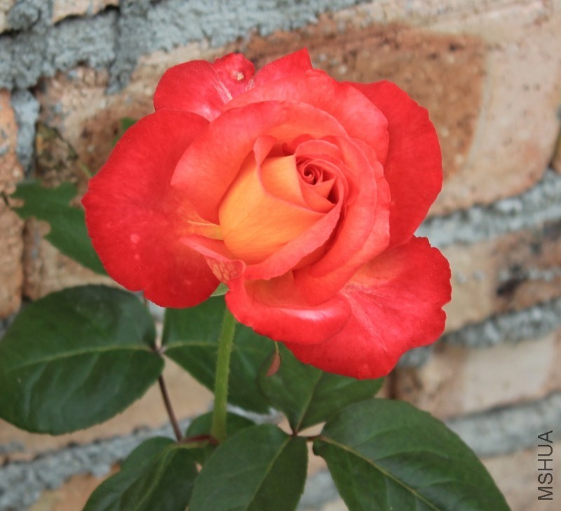 conew_img_0086.jpg