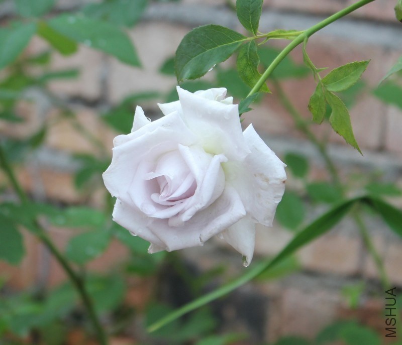 conew_img_0132.jpg