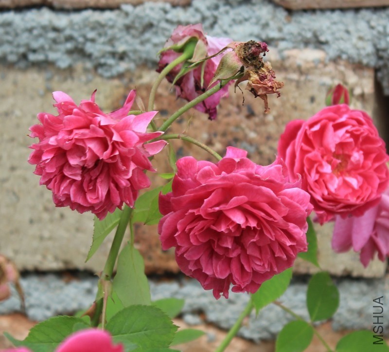 conew_img_0146.jpg