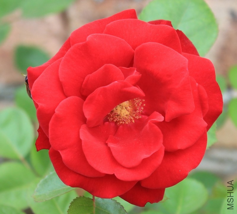 conew_img_0151.jpg