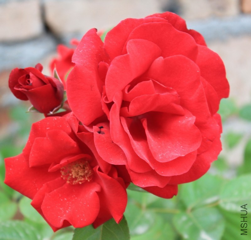 conew_img_0235.jpg