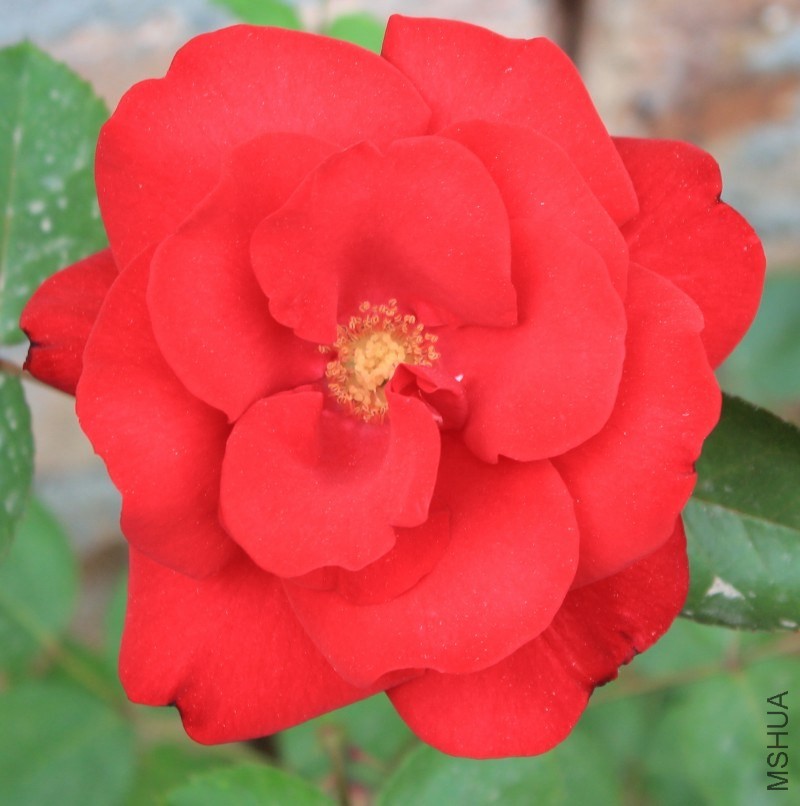 conew_img_0236.jpg