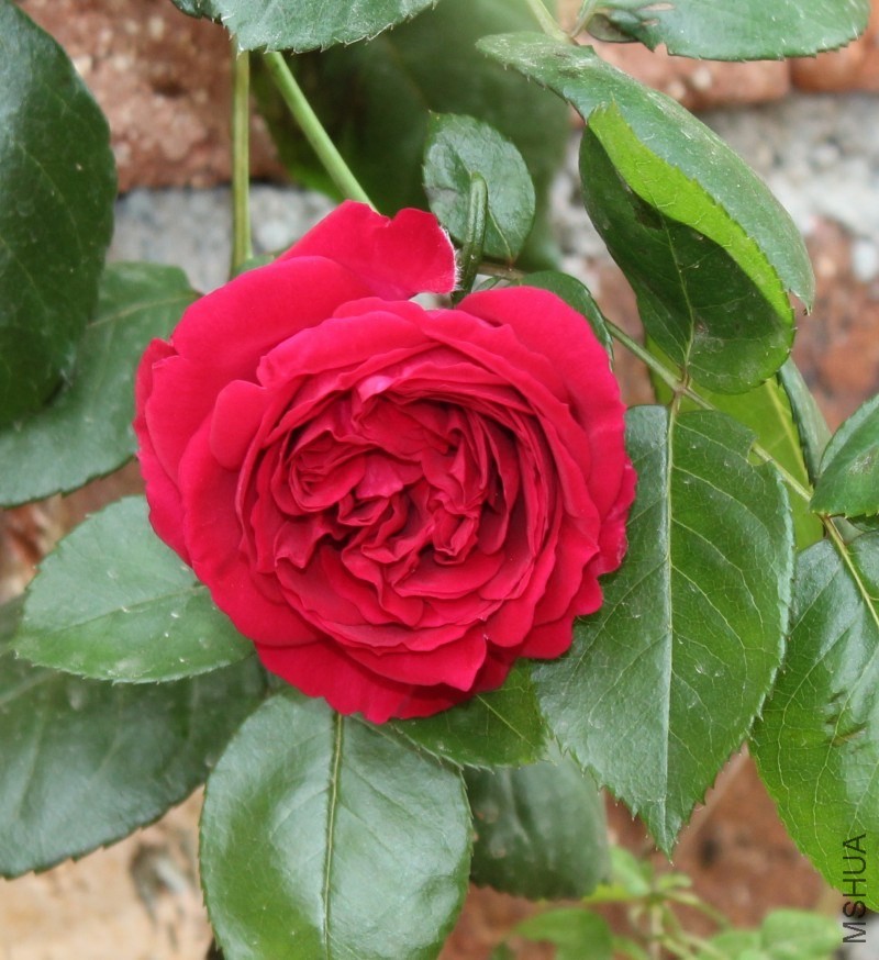 conew_img_0243.jpg