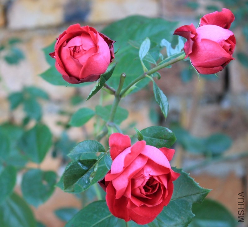 conew_imgff_0009.jpg