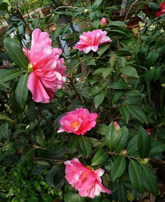 P1430433-.jpg