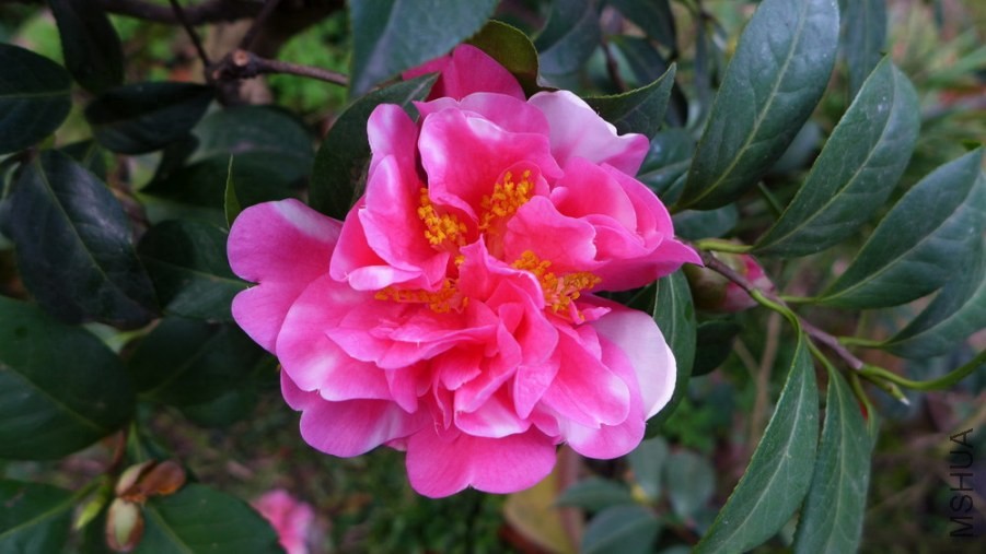 P1450374-.jpg