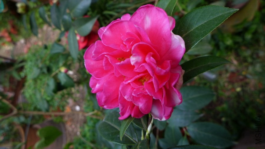 P1500531-.jpg