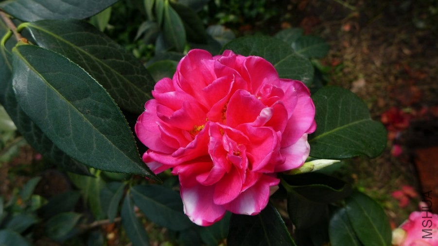 P1500539-.jpg