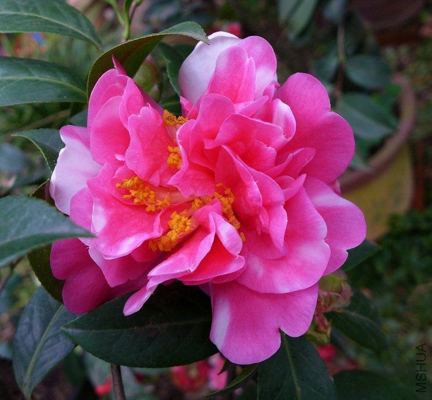 P1450441-.jpg