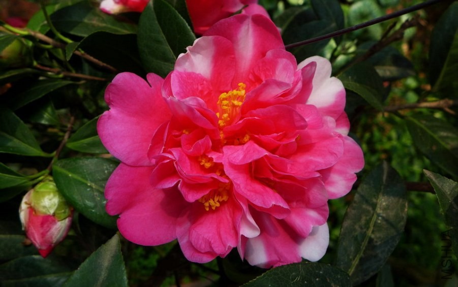 P1430425-.jpg