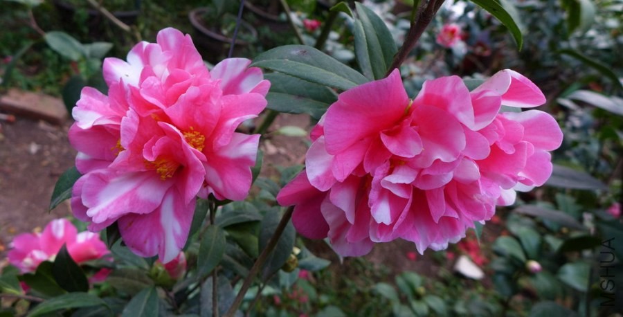 P1390468-.jpg