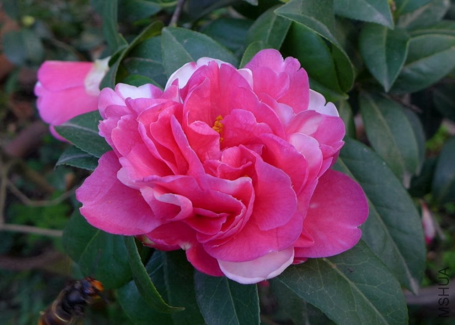 P1450848-.jpg