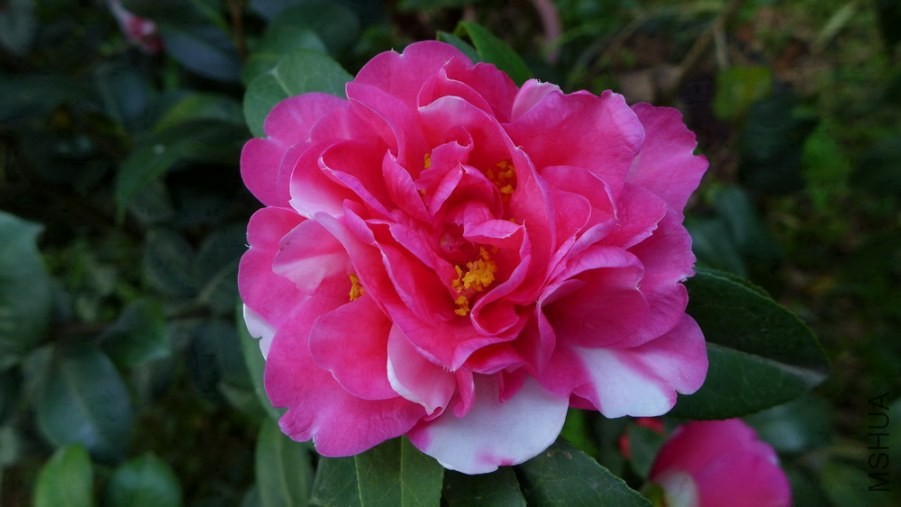 P1450368-.jpg