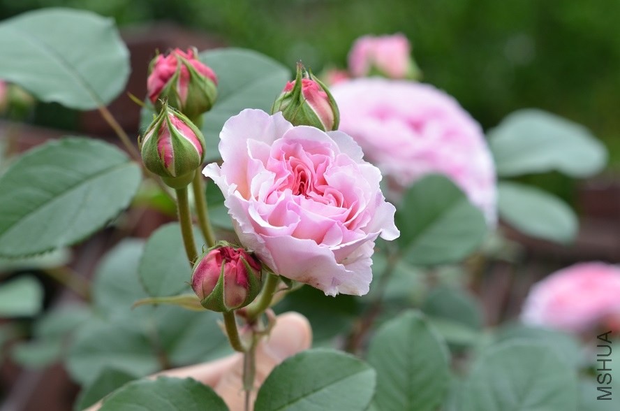 DSC_2952.JPG