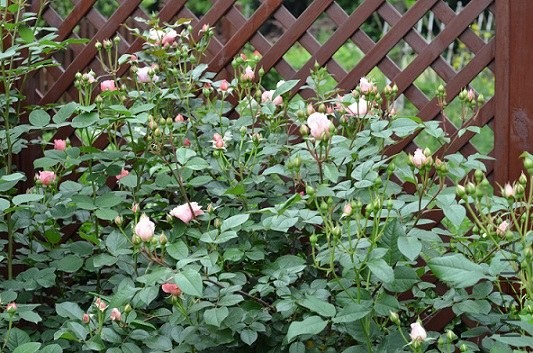 DSC_2937.JPG