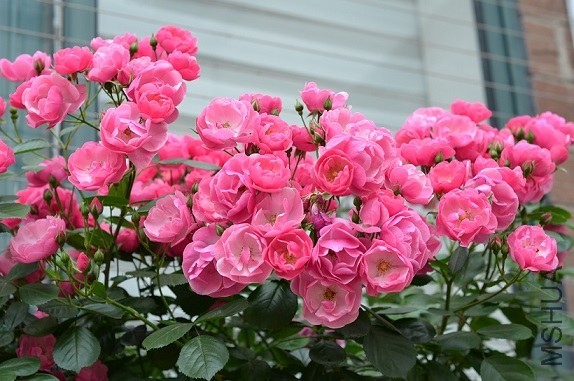 DSC_2972.JPG