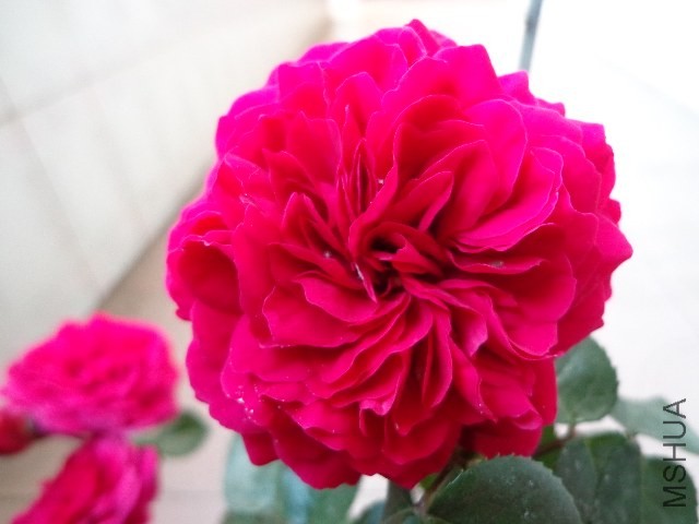 DSC01865.JPG