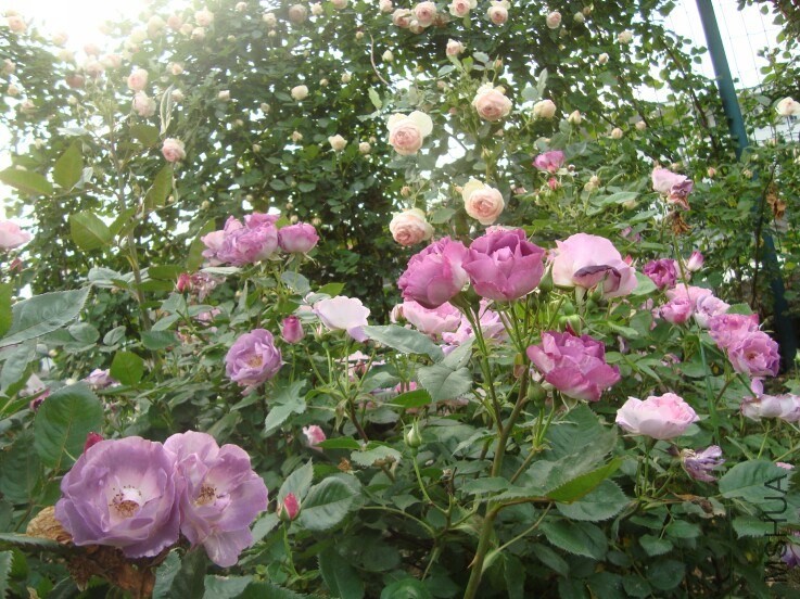 DSC06089.jpg