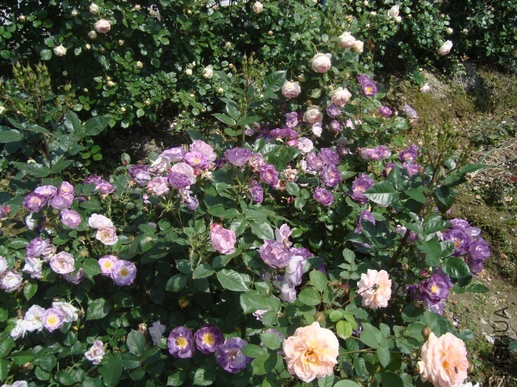 DSC06179.jpg