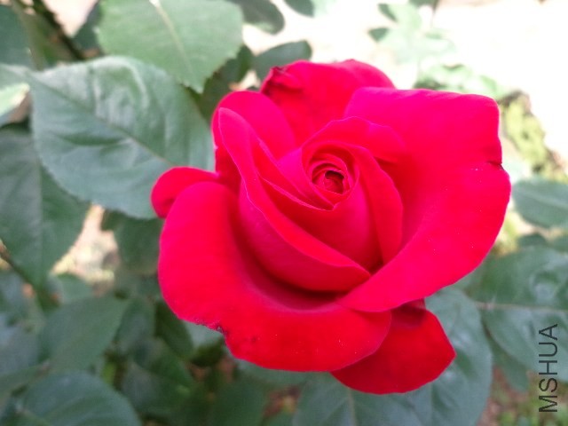 DSC01528.JPG