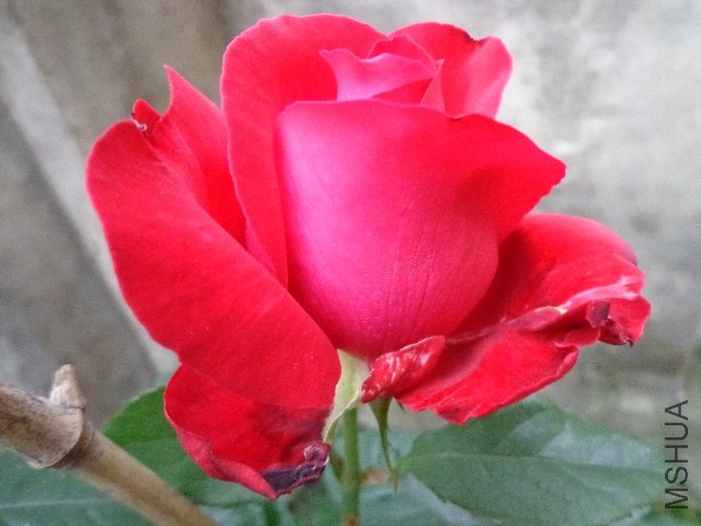 DSC01552.JPG