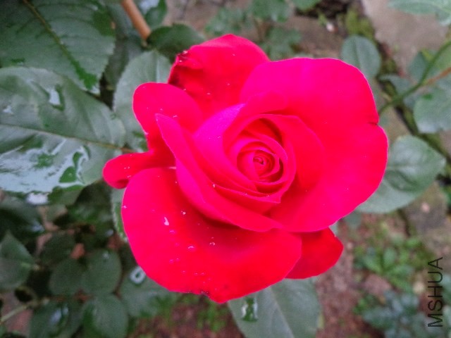 DSC01555.JPG