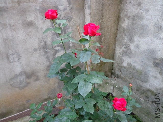 DSC01577.JPG
