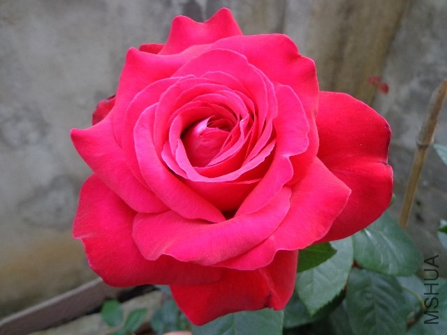 DSC01624.JPG