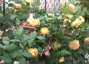 QQ��ͼ20140505121336.png