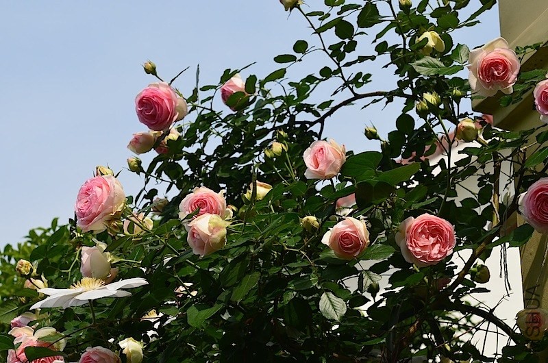 DSC_0364.JPG