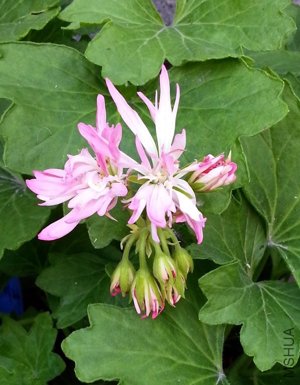 ���ÿ���Win Ellison20140505.jpg