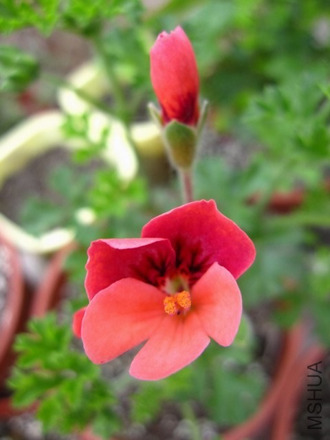 ��ʹ֮�۳Ⱥ�IMG_5295.JPG