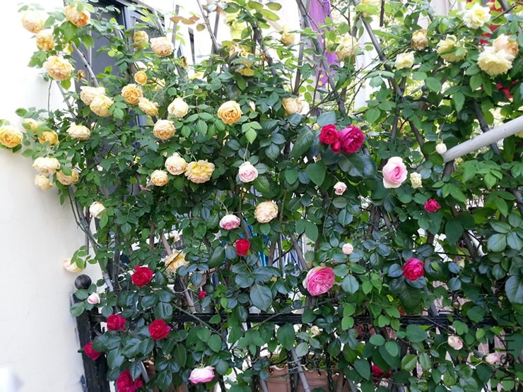 A��ǽ20140505D.jpg