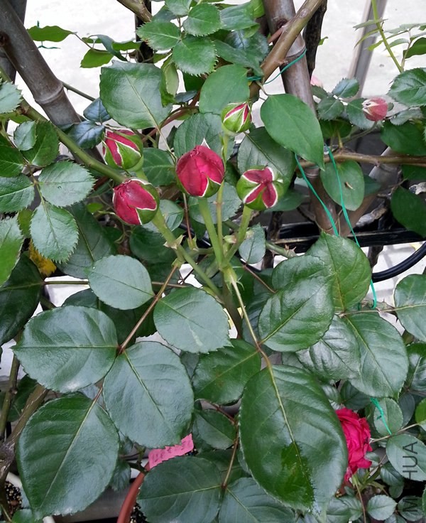 ��ɫ��ɳ��ʯ20140505.jpg