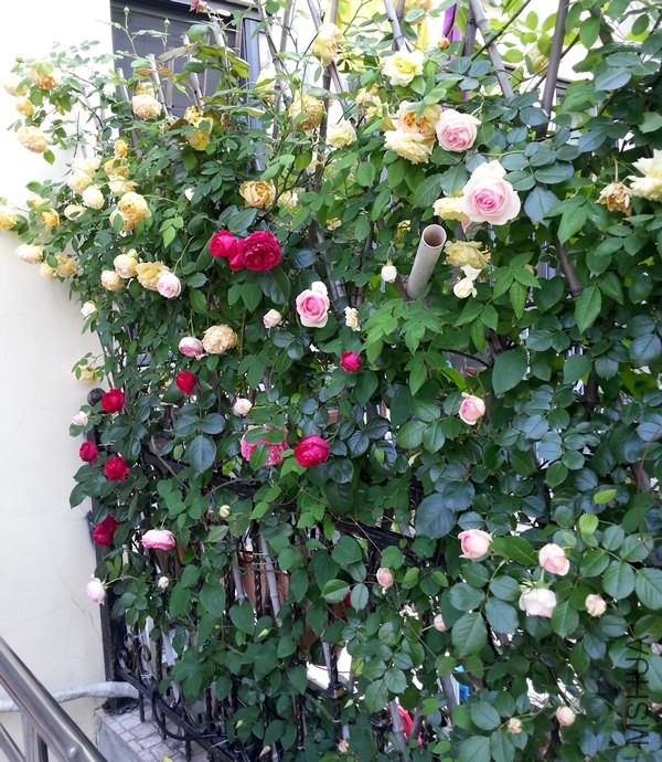 A��ǽ20140505E.jpg